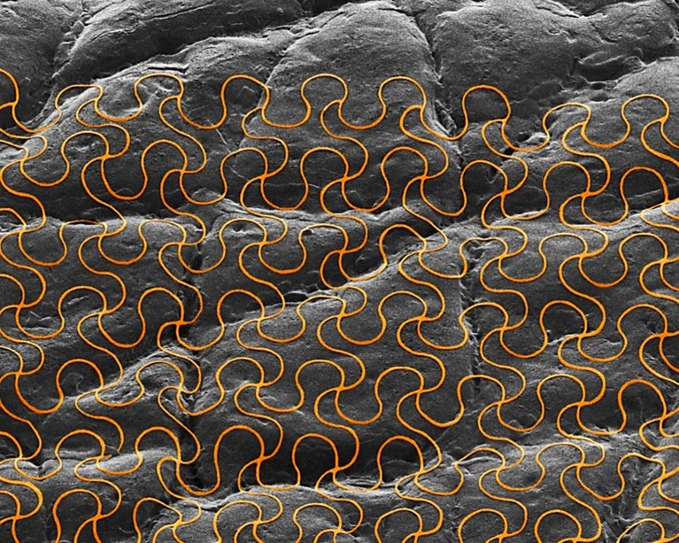Coloured scanning electron micrograph of an electronic circuit printed onto skin