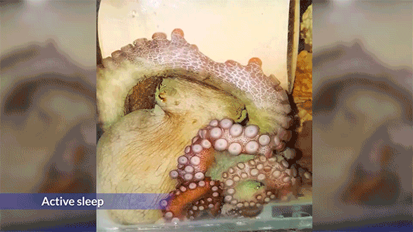 Video of an octopus in active sleep.