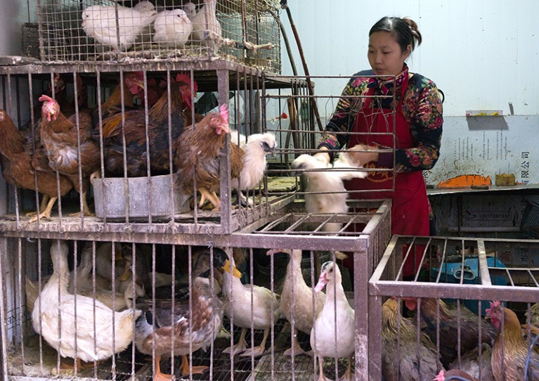 Woman selling live chickens and ducks in cages at a food market in Lanzhou, China