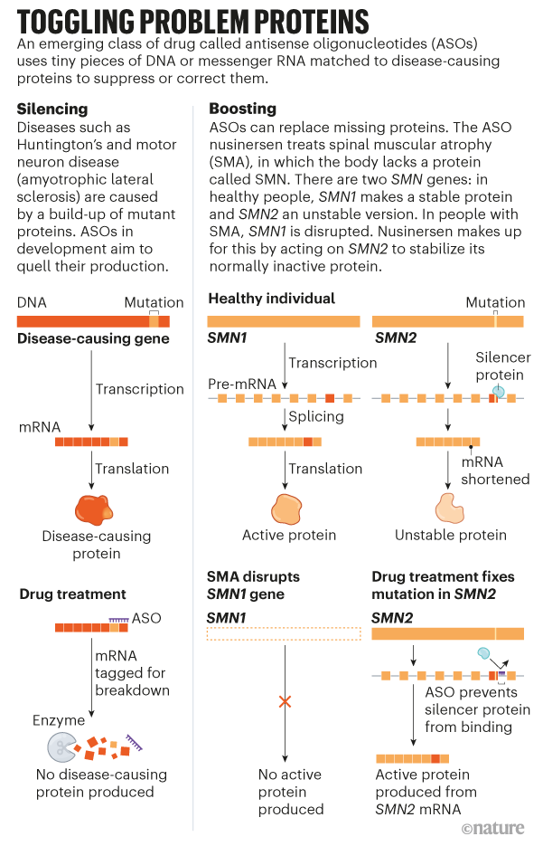 Graphic showing how antisense oligonucleotides can be used to silence or boost protein production in disease treatment.