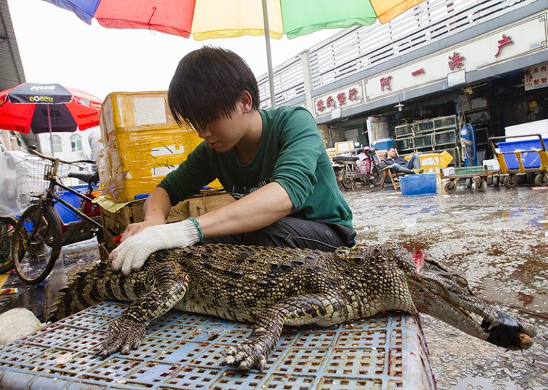 A man prepares a crocodile for sale by cutting it into parts at a seafood market in Guangzhou, China
