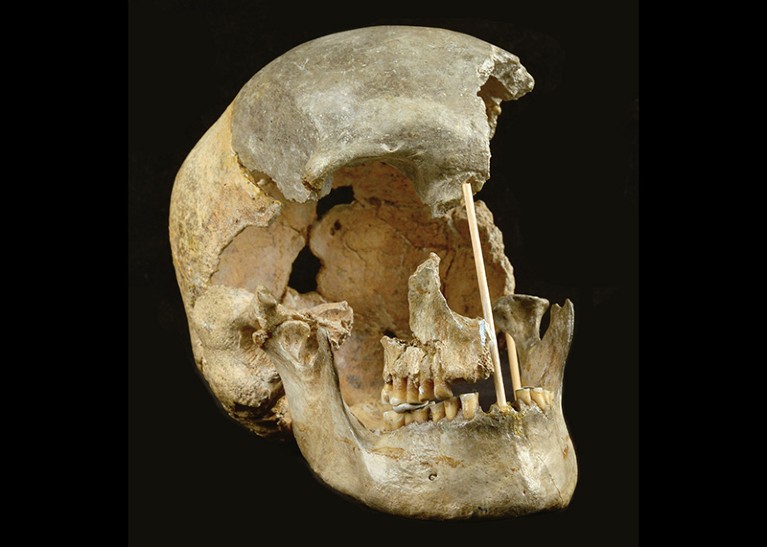 The skull of a modern human female individual from Zlatý kůň