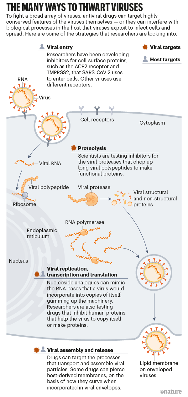 图表显示了宿主细胞中简化的病毒生命周期，突出了抗病毒药物可以靶向的阶段。
