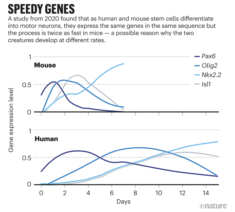 Speedy genes; Graph that compares the gene expression rates of a differentiating cell in mouse and humans.