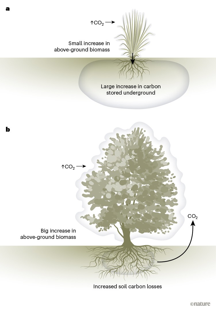 Balancing carbon storage under elevated CO2