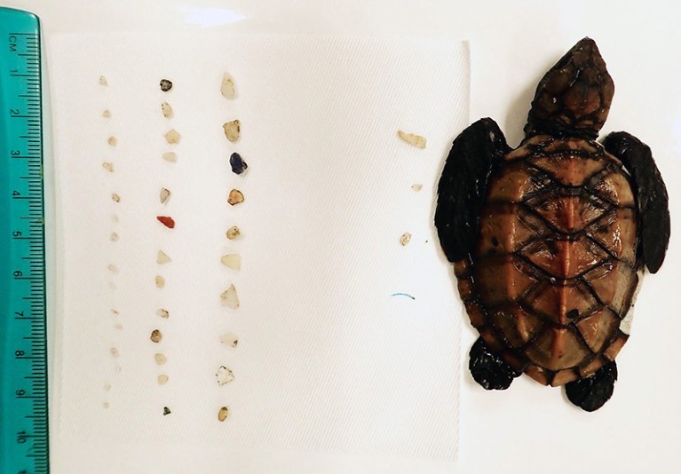 Hawaiian hawksbill sea turtle post-hatchling pictured besides its microplastic stomach contents