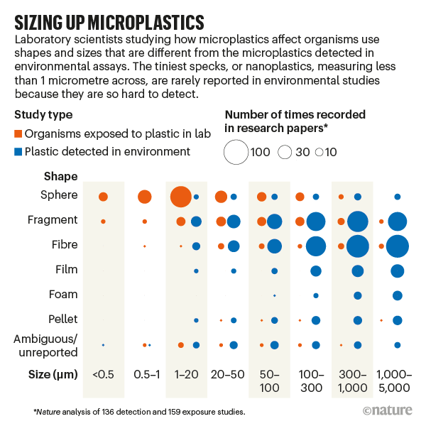 SIZING UP MICROPLASTICS: Infographic comparing the shape and size of microplastic found in the environment with lab studies