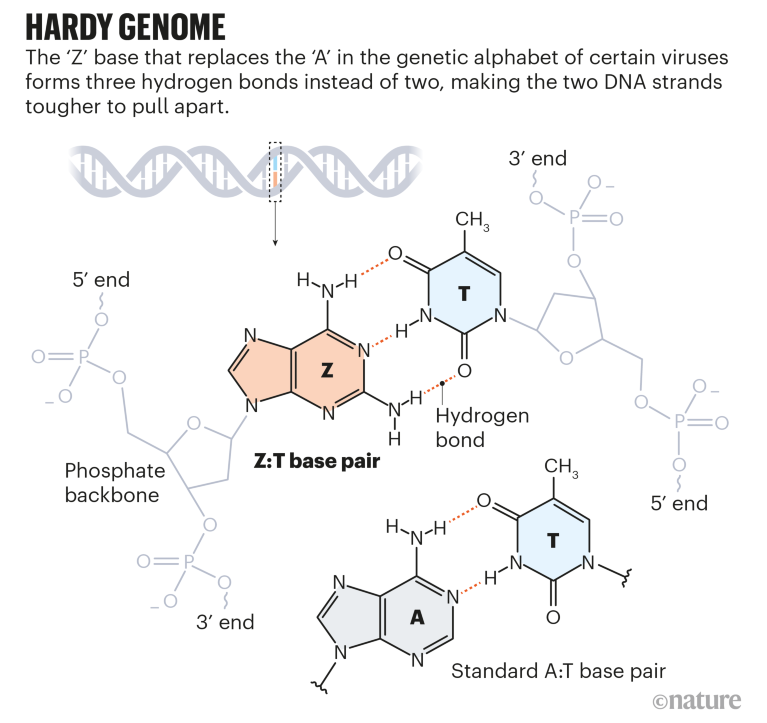 Hardy genome: graphic that shows how the Z:T base pair forms three hydrogen bonds, compared to two in the A:T base pair.