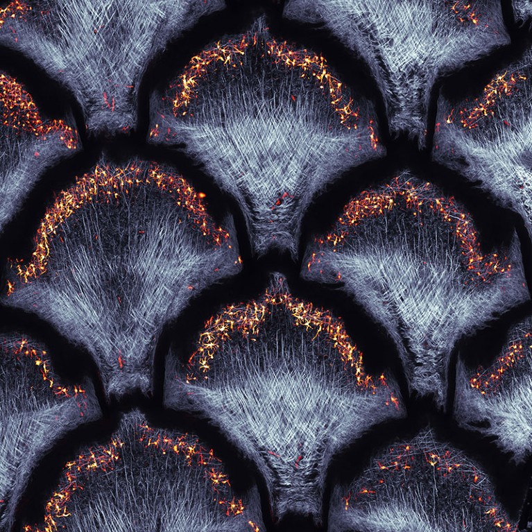 Collagen fibers (second harmonic generation) and dermal pigment cells (autofluorescence) in African house snake embryonic skin.