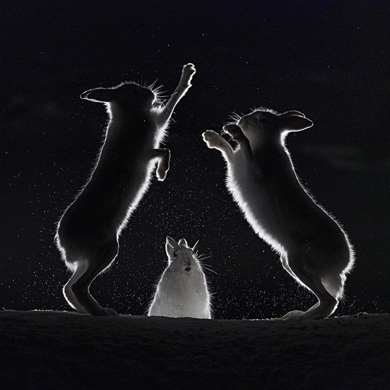 Mountain hares fight at night in Norway