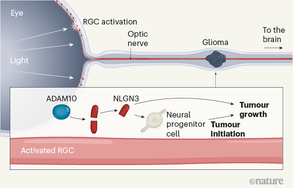 Activation of retinal neurons triggers tumour formation in cancer-prone mice