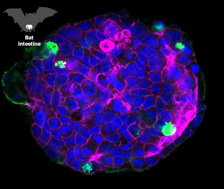 Fluorescence image of an organoid grown from bat intestinal cells being infected by SARS-CoV-2.