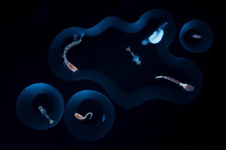 Different species of live plankton are visible in specially lit drops of sea water