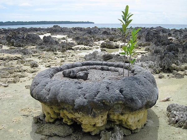 The large stump of a dead coral microatoll sits on a beach on an island near Sumatra.