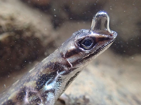 A bubble stretches out from the snout of an underwater Anolis lizard.