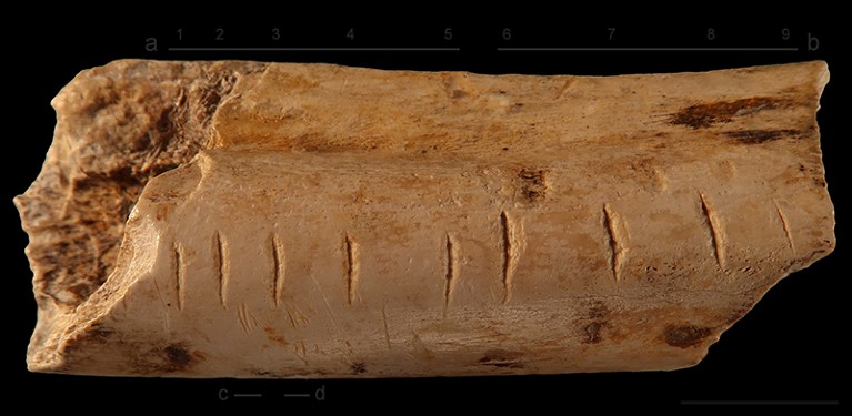 Hyena bone from Les Pradelles with notches