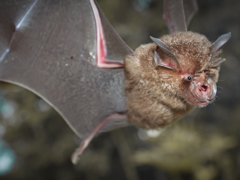 An intermediate horseshoe bat (Rhinolophus affinis) in flight