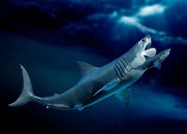 Artist's impression of a megalodon compared with a shark underwater.