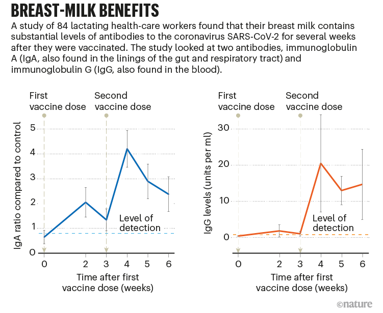 BREAST-MILK BENEFITS: line charts comparing levels of antibodies to the SARS-CoV-2 virus in the breastmilk of vaccinated mothers