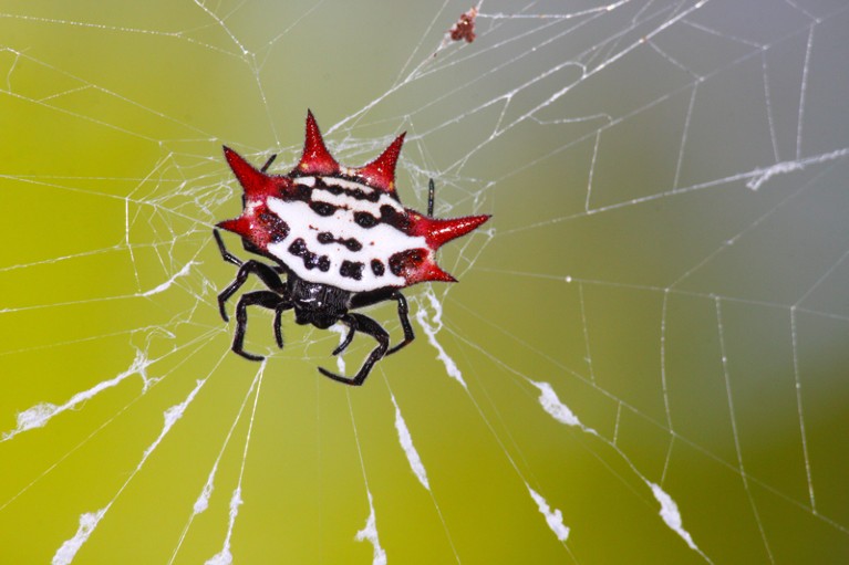Spinybacked Orb-weaver spider on its web has black legs, a white body with black spots and six bright red spines
