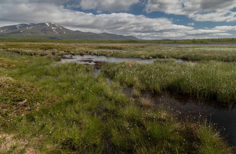 View of a boggy landscape with pools of meltwater and cotton-grasses at Stordalen, Sweden