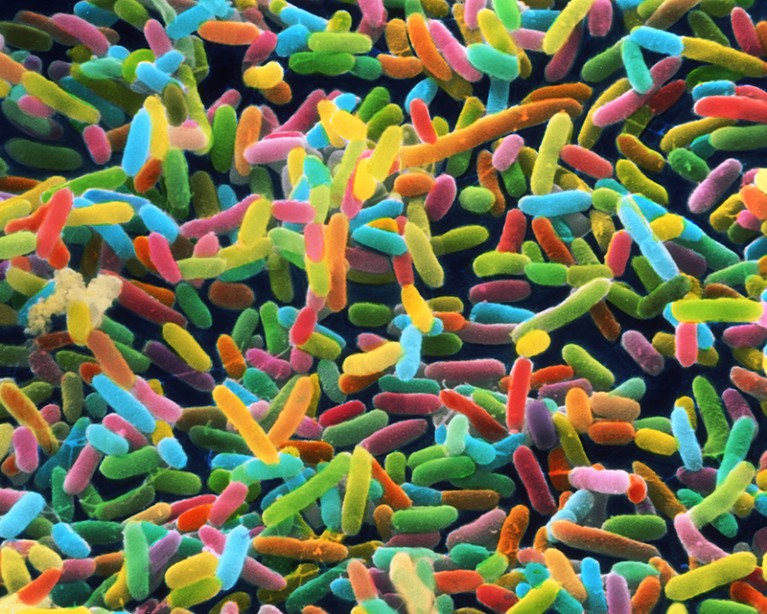 Coloured micrograph of E coli bacteria