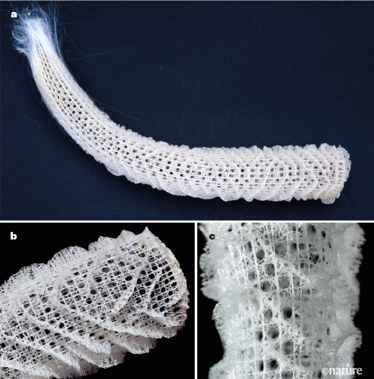 Deep-Sea Sponge Skeletons Could Inspire Better Bridges - Scientific American