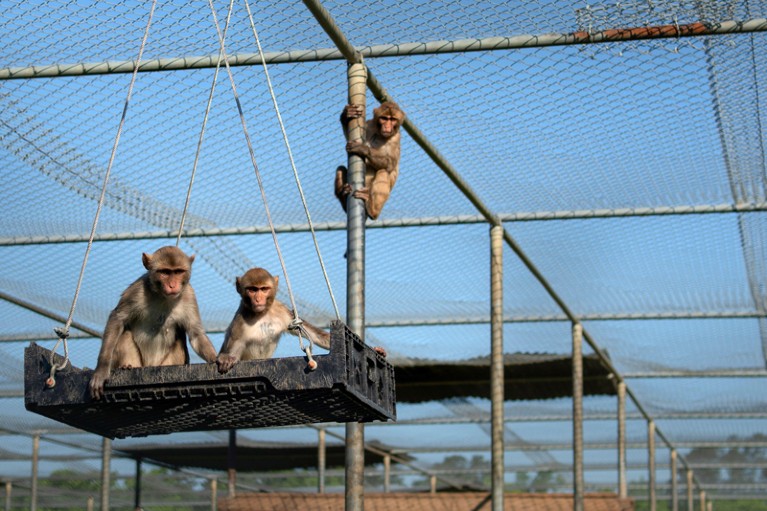 Monkeys sitting on a crate swing in a large caged enclosure.
