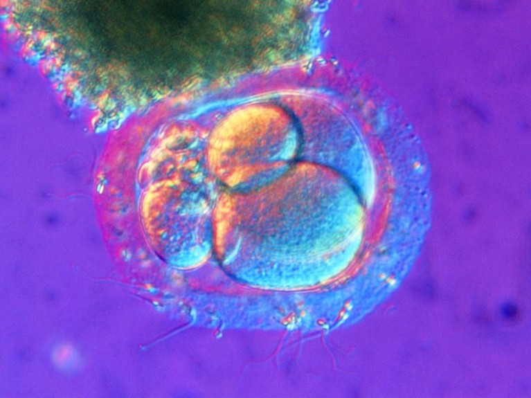 Human embryo. Light micrograph of a human embryo shortly after fertilization.