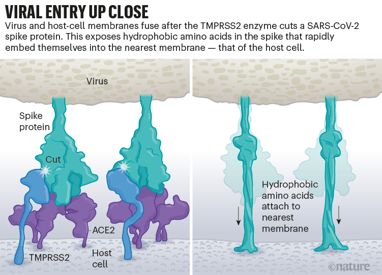 Viral entry up close: A graphic that shows the interaction between viral spike proteins and host receptors before viral entry.