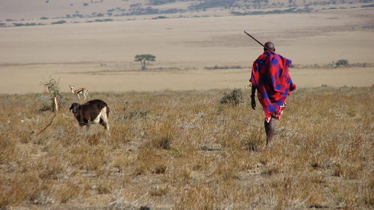 A Maasai man walks with his goat through the flat grassy plains of Eastern Serengeti, Africa.