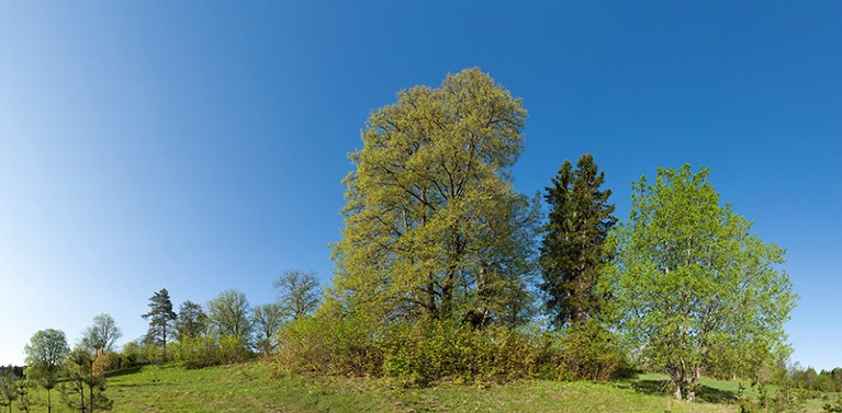 A sacred tree grove in Estonia.