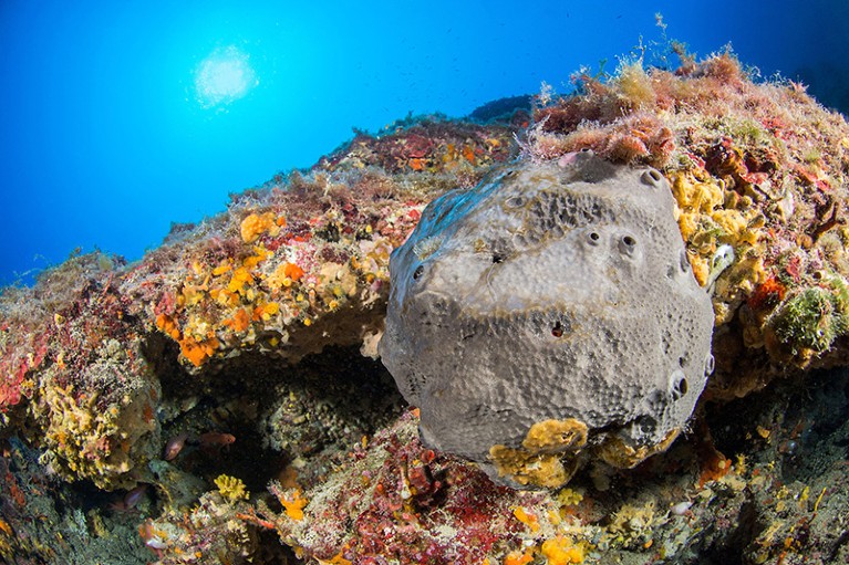 Sponge-like fossil could be Earth's earliest known animal