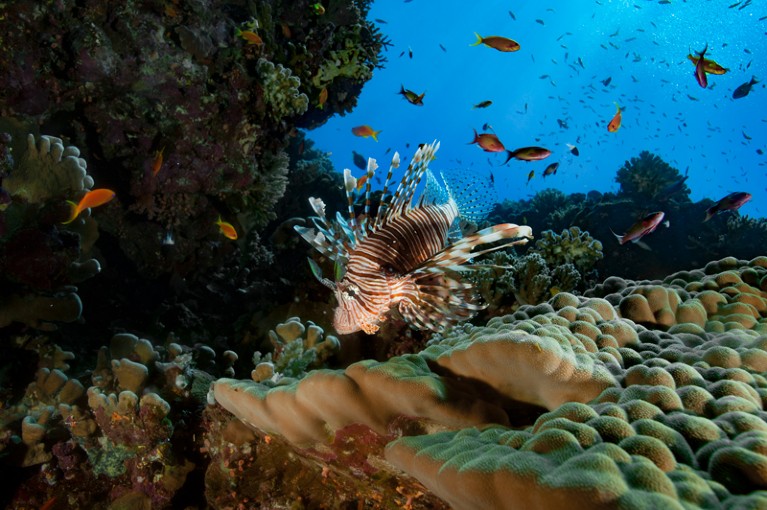 A lionfish drifting slowly through coral reefs in the Red Sea