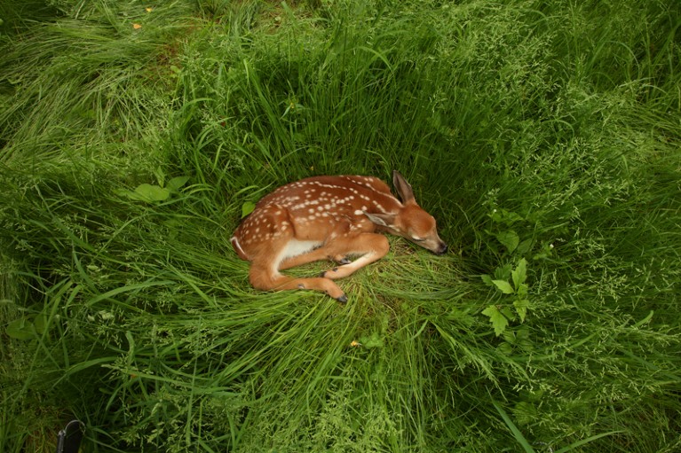 White-tailed deer fawn resting in long grass