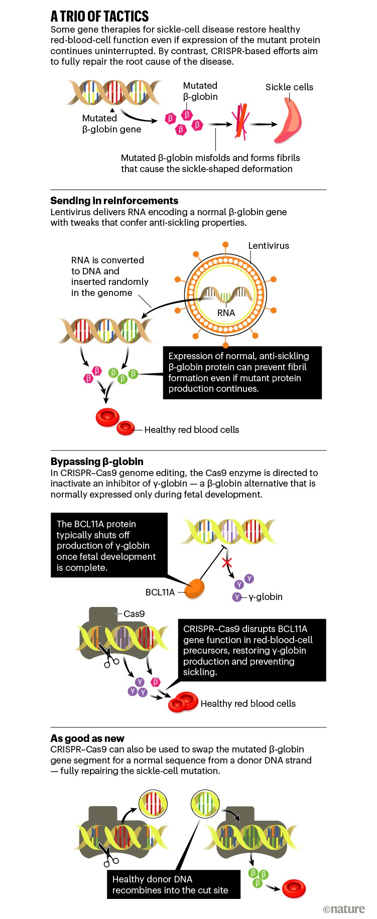 Graphic showing three tactics for using gene therapy to treat sickle-cell disease