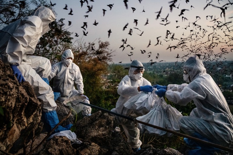 A team in white protective overalls perch on a hillside in Thailand using nets to catch and bag bats as a flock flys around them
