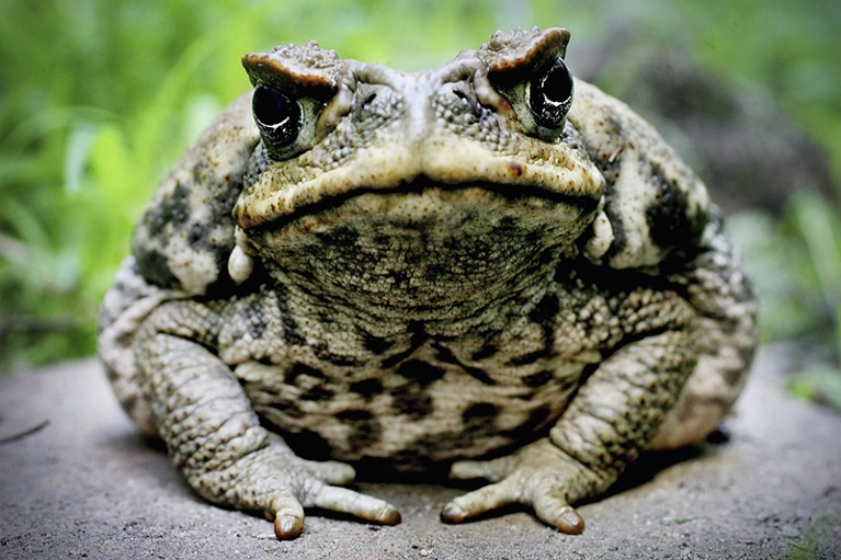 A Cane Toad is exhibited at Taronga Zoo August 9, 2005 in Sydney, Australia.
