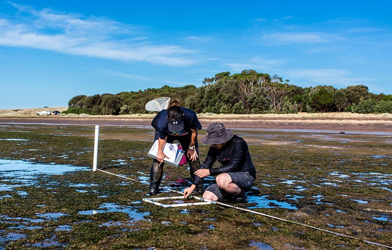 Two researchers studying the distribution of seagrass during low tide in Victoria, Australia.