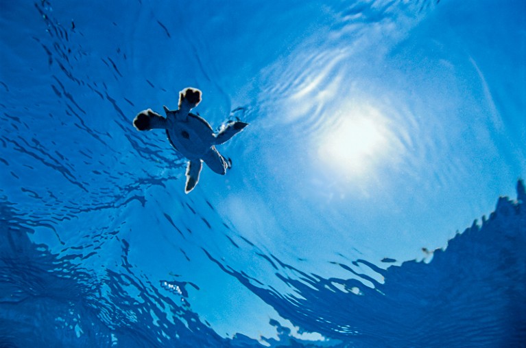 A baby green sea turtle swims on the surface of the water