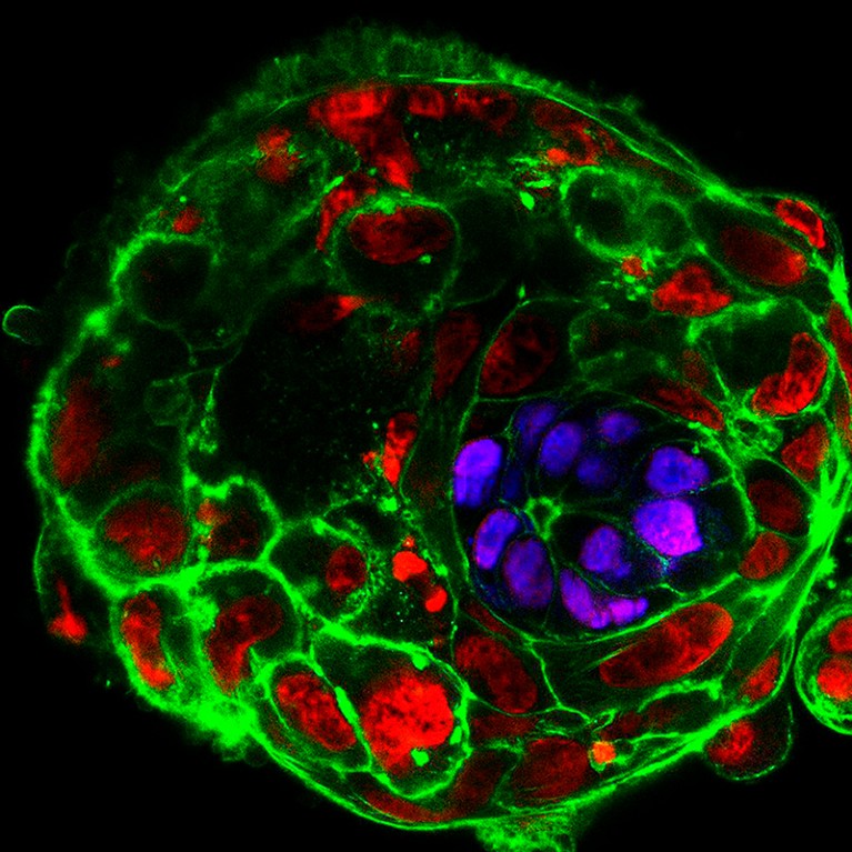 Immunofluorescence light micrograph of a human embryo 10 days after fertilisation.