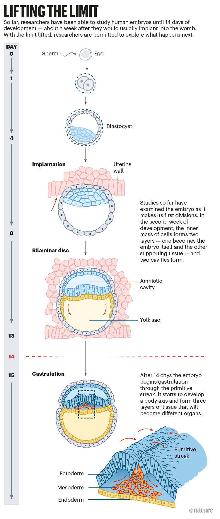 Lifting the limit: an infographic that shows the early stages of human embryo development and what can be studied after 14 days.