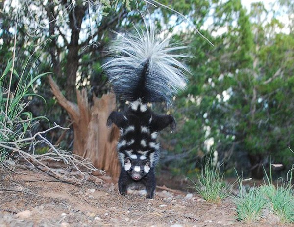 What you don’t want to see when you meet a spotted skunk.