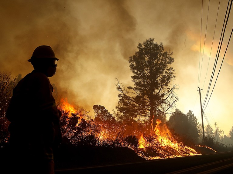 A firefighter looks on as flames devour a tree in Paradise, California