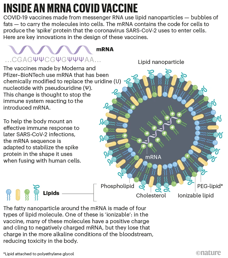 Overview of the function of mRNA poly(A) tails as master regulators of gene expression in the cytoplasm