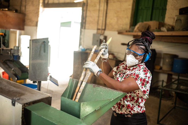 Moexa Martin-Gardiner, a plant breeder in Barbados, uses equipment to chip sugar cane stalk samples for testing.