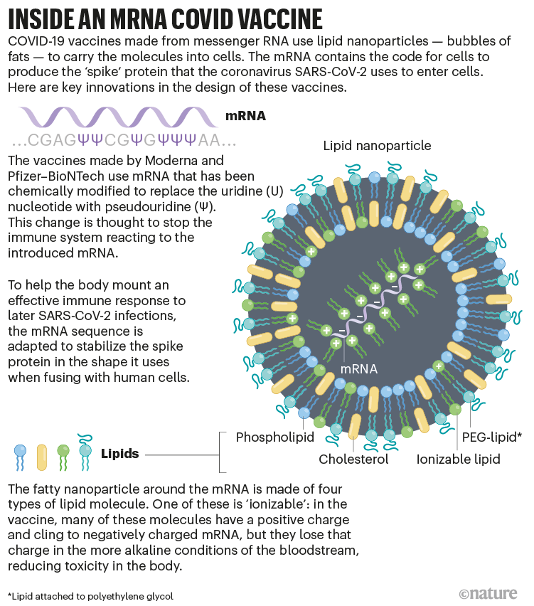 Inside an mRNA COVID vaccine: infographic that shows the innovations used in the mRNA and nanoparticle of the vaccine.