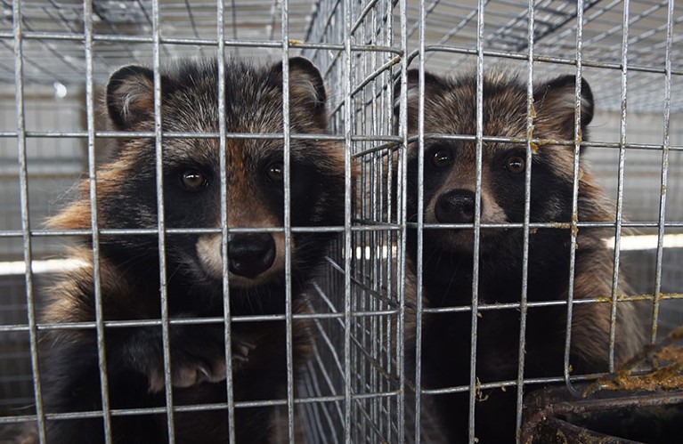 Raccoon dogs in their cages at a farm which breeds animals for fur in Zhangjiakou, in China's Hebei province.