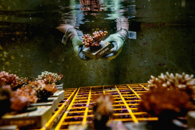 A scientist holding some coral underwater in a tank