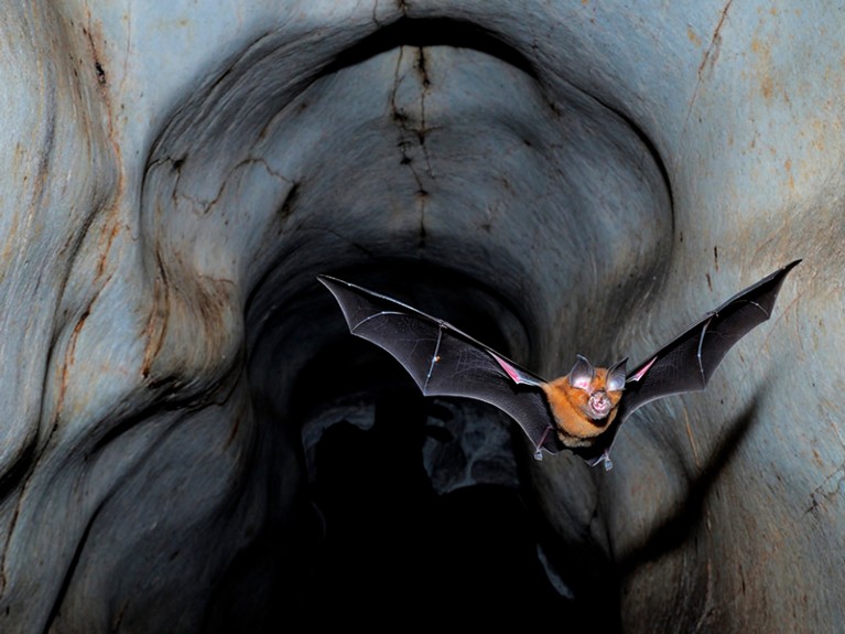 Horseshoe Bat leaving Cave. Horseshoe Bat (Rhinolophus affinis) exiting a cave at dusk, Perak, Malaysia.